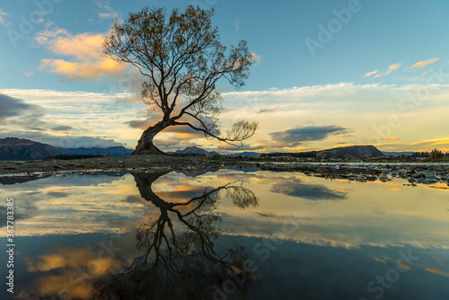 The famous lone willow tree in Wanaka  New Zealand