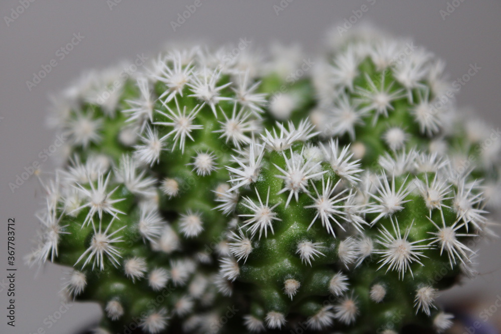 Close up of an Echinopsis, an hedgehog cactus with white thorns. Close up of an Echinopsis, an hedgehog cactus with white thorns.