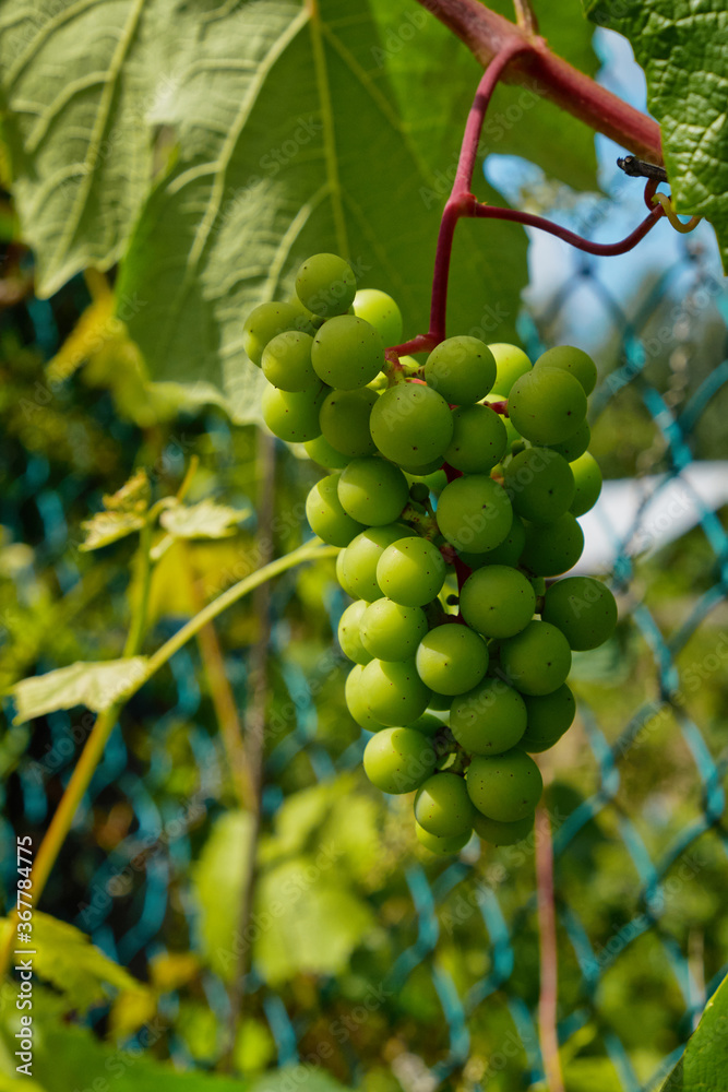 Two clusters of ripening grapes with large, lobed, green leaves. Green