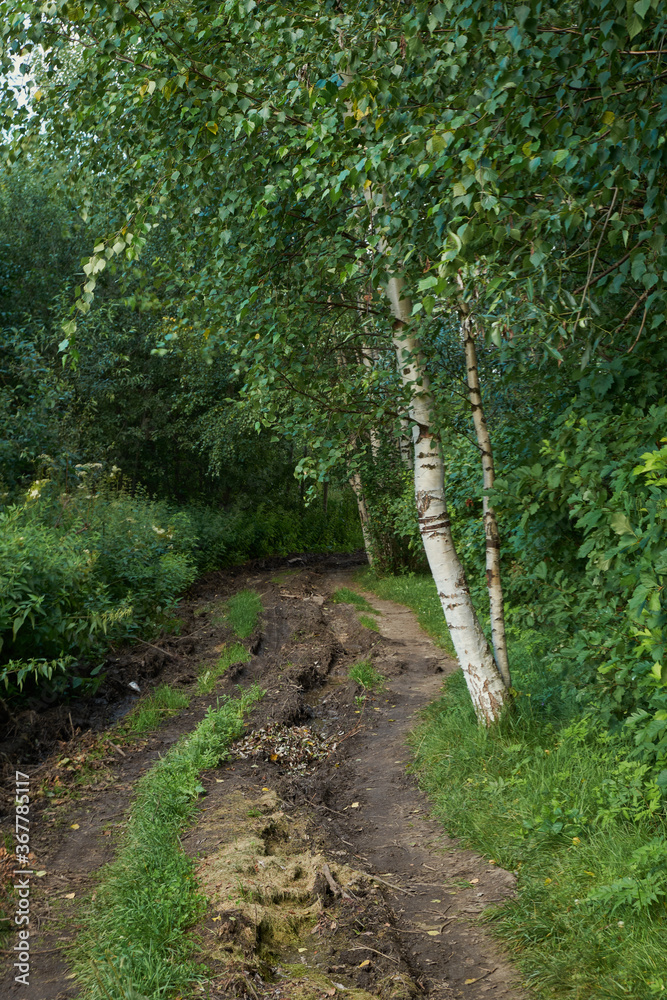 Fototapeta premium Sunlight In Green Coniferous Forest, Summer Nature