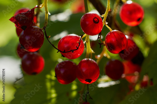 On the branch bush berries are ripe redcurrant (Ribes rubrum) Branch of red currant berries on a bush. Vitamins of the summer