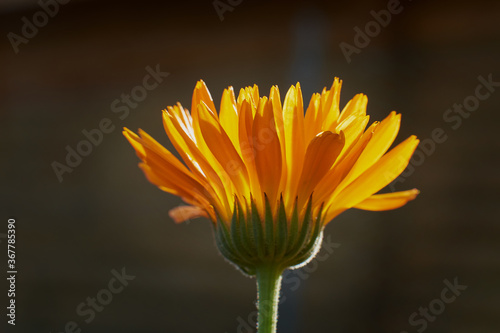 yellow flowers, natural summer background, blurry image, selective focus