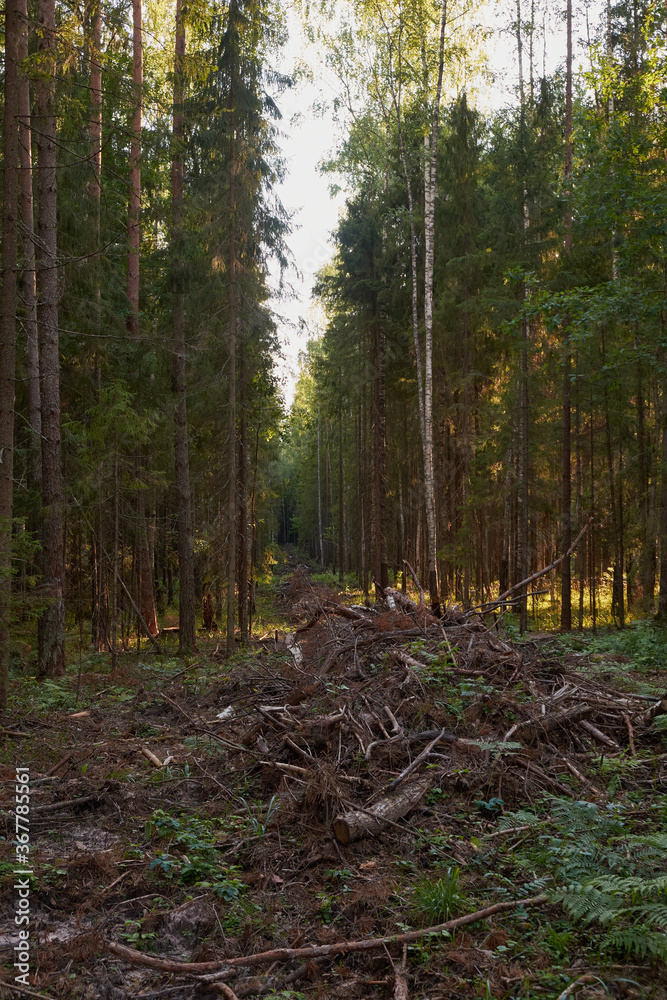 Sunlight In Green Coniferous Forest, Summer Nature Sunlight In Green Coniferous Forest, Summer Nature