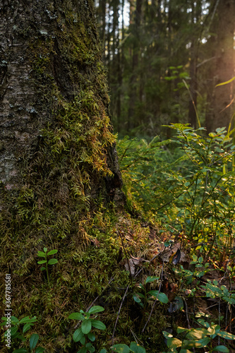 Sunlight In Green Coniferous Forest, Summer Nature