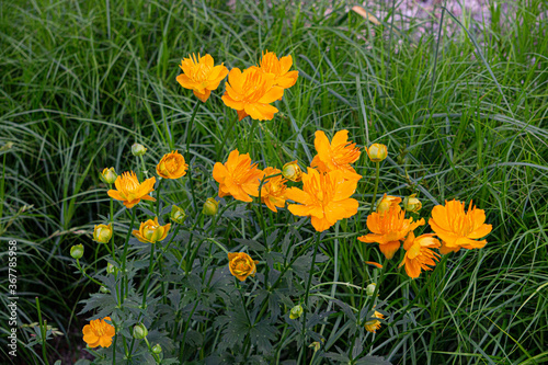 Yellow flowers in the garden