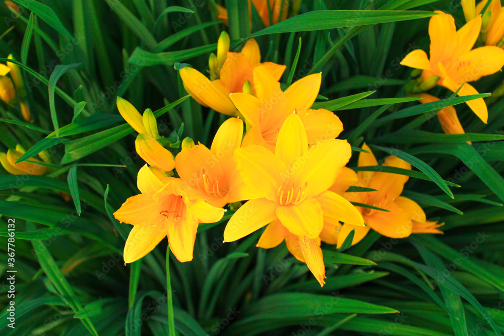 Bright yellow daylily flowers with green leaves. Close up
