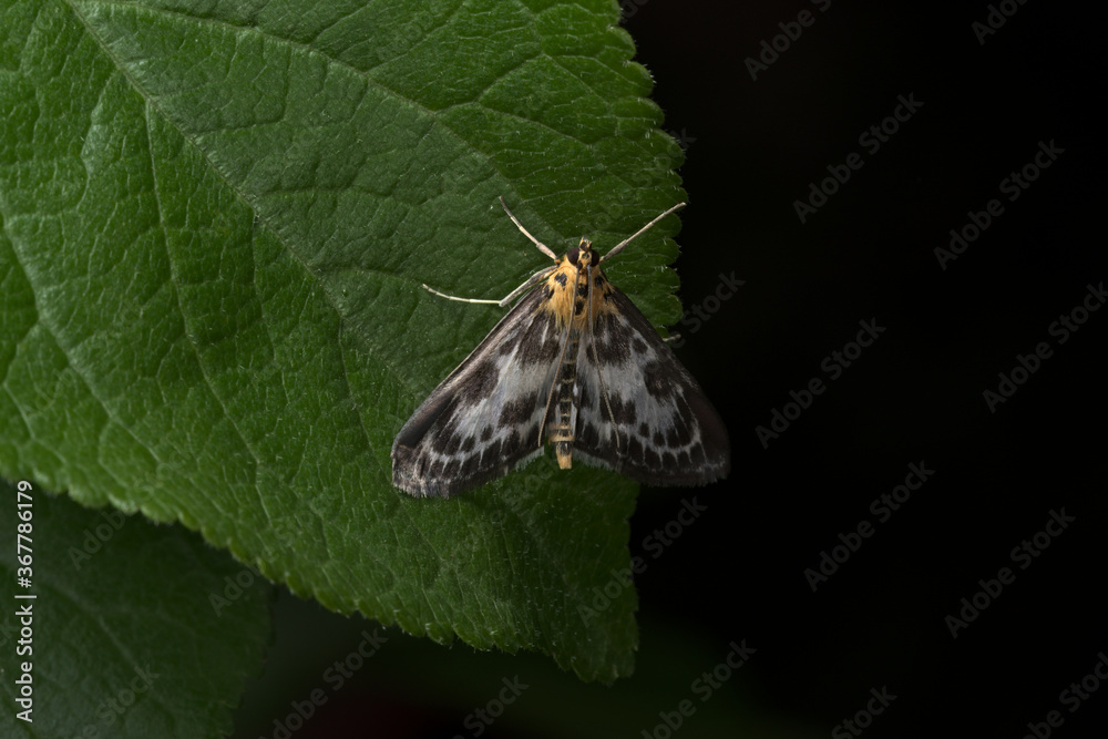 Obraz premium Magpie moth with black background and copy space.