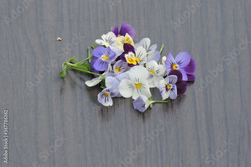 Viola tricolor...Fiołek trójbarwny fotoobraz z fiołków