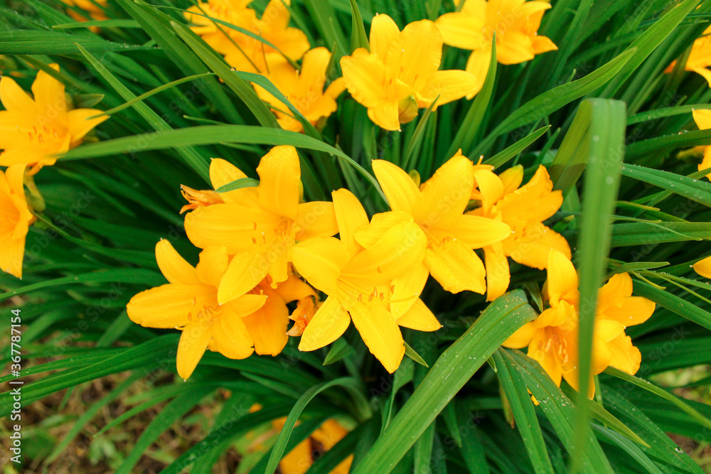 Bright yellow daylily flowers with green leaves. Close up Bright yellow daylily flowers with green leaves. Close up