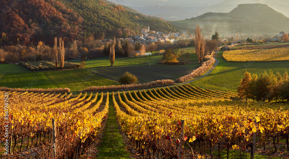 Vineyards and the village of Valserres in Autumn at sunset (panoramic). Winery and grape vines in the Hautes-Alpes, Avance Valley