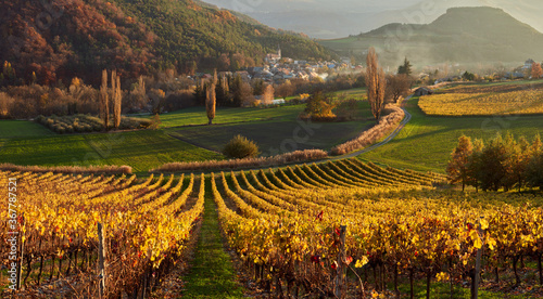 Vineyards and the village of Valserres in Autumn at sunset  panoramic . Winery and grape vines in the Hautes-Alpes  Avance Valley