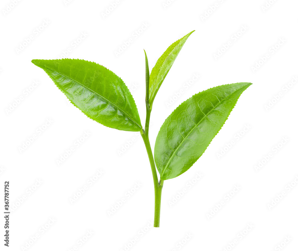 Obraz premium green tea leaf on white background