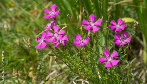Pink flower Dianthus campestris in the summer garden.