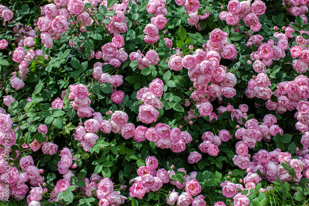 Pink oldfashioned rose flowers bush in heavy bloom Pink oldfashioned rose flowers bush in heavy bloom