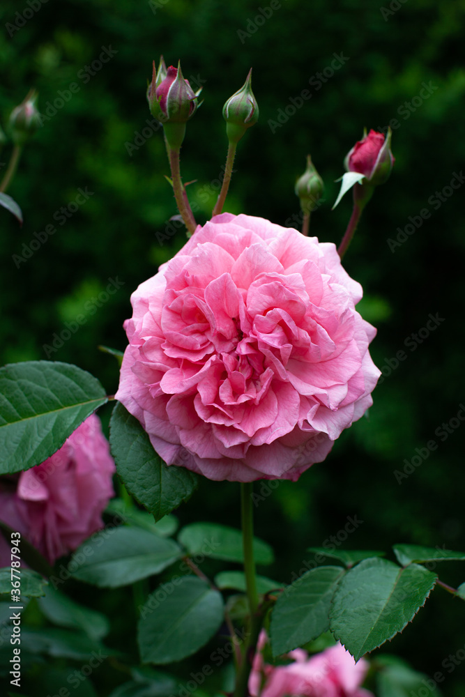 Pink rose flower with buds in day light in rose garden