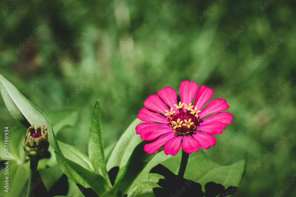 Pink zinnia flowers with green leaves background. Pink zinnia flowers with green leaves background.