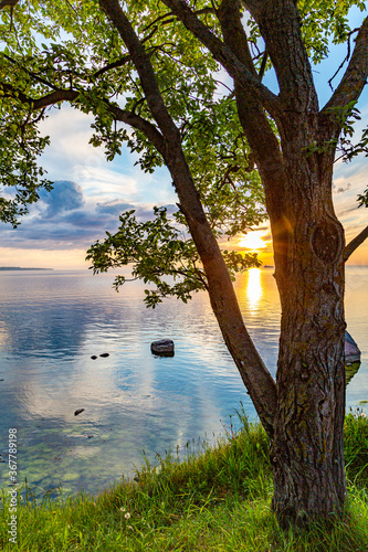 Summer Sunset glinting through a tree in Tallinn Bay
