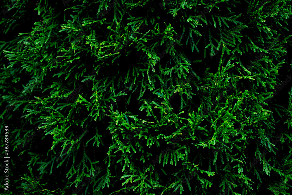 background of emerald green cedar