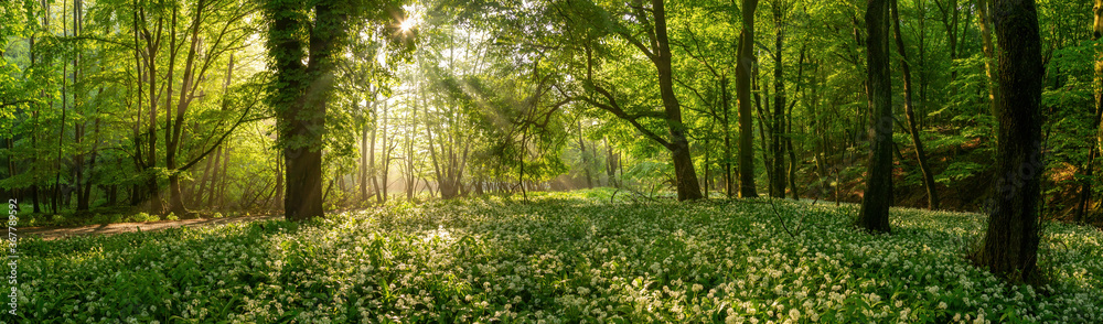 Summer forest with sun rays shining on green leafs in panoramic composition. A swath of ramsons in bloom illuminated by sunbeams through the foliage in the morning.