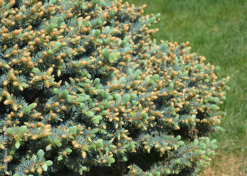 A close-up on a dwarf blue spruce, picea pungens nana, picea pungens globosa foliage in spring. photo