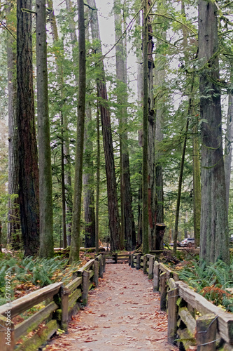 trees in the forest Cathedral Grove BC photo