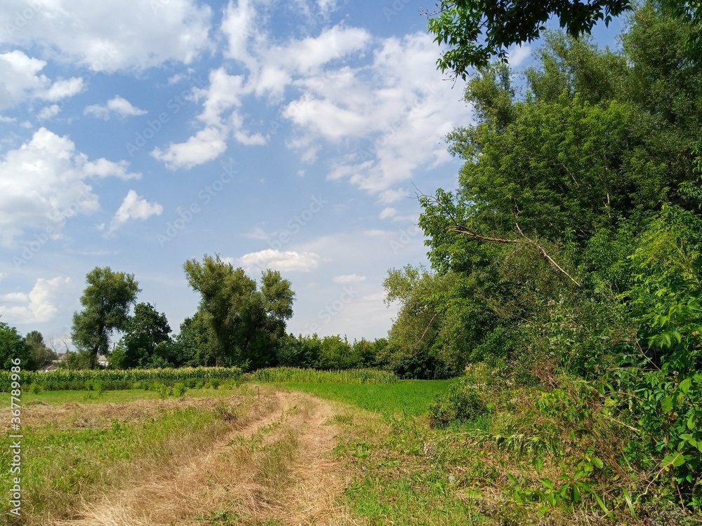 Summer landscape, field of sunflowers and blue sky Summer landscape, field of sunflowers and blue sky