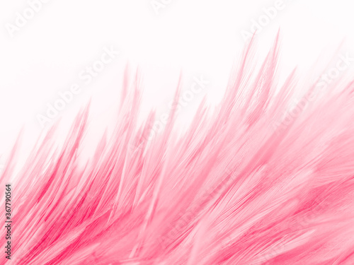 Beautiful abstract white and pink feathers on white background and soft white feather texture on pink pattern and pink background, feather background, pink banners