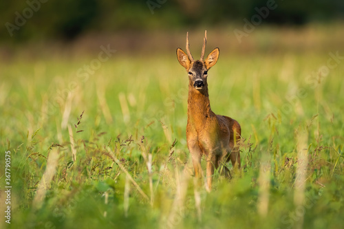 Impressive roe deer, capreolus capreolus, standing on field in summer morning. Roebuck looking to the camera on grassland. Wild animal with antlers listening on meadow.