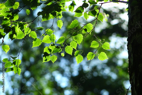 Gałązka brzozy z listkami rozświetlonymi słońcem