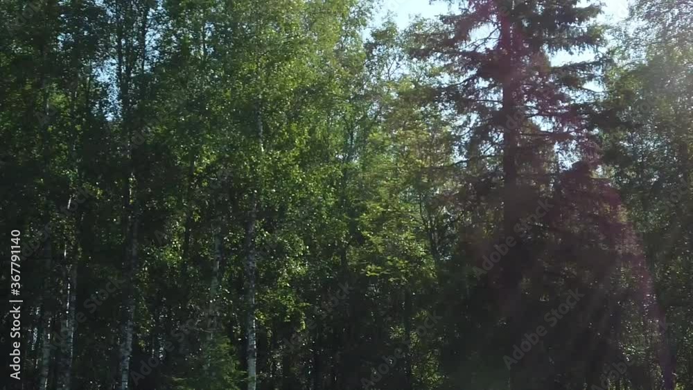 Smooth movement along the forest. view from a moving car slow motion. sunbeams reflected on the glass Smooth movement along the forest. view from a moving car slow motion. sunbeams reflected on the glass