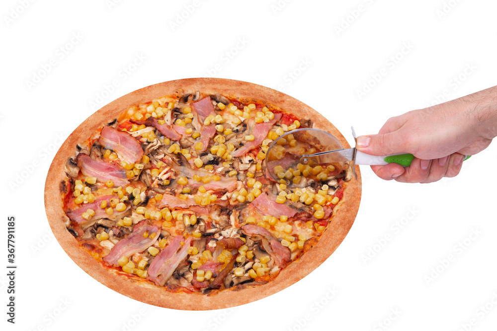 Chef's hand cuts the delicious pizza with chicken breast, corn, bacon and mushrooms, with a pizza cutter, isolated on white background, angle view