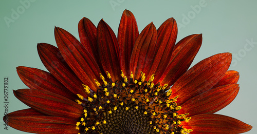 Close up view of red variety of common sunflower  Helianthus annuus . Yellow spots are pollen-bearing anthers of male flowers.