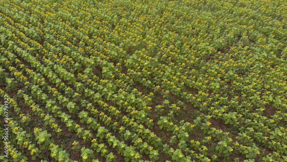 Aerial view over a sunflower field Aerial view over a sunflower field