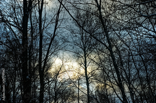 Wallpaper Mural naked trees in the snow in the forest, Moscow Torontodigital.ca