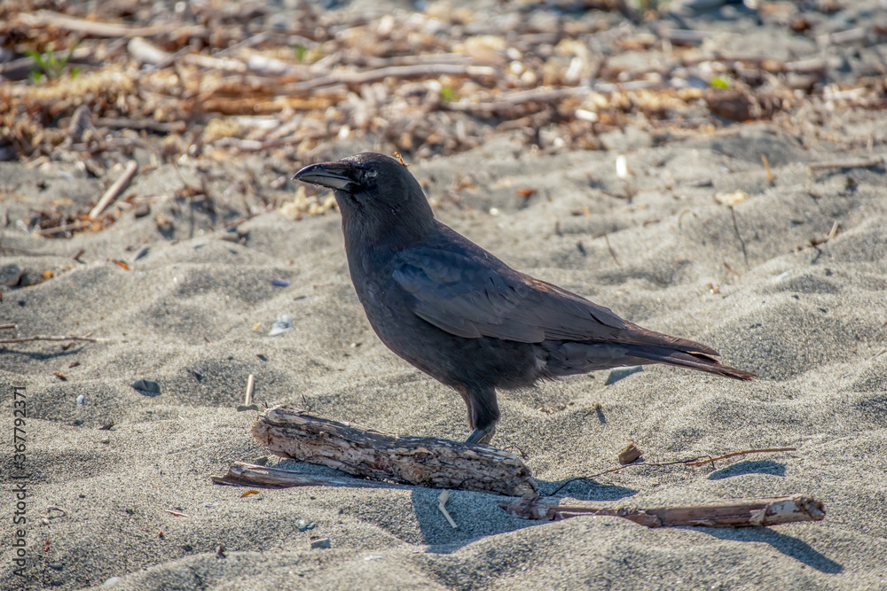 Obraz premium Crow on the beach