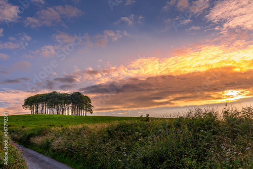 The iconic Nearly There, or Coming Home, trees at Cookworthy Knapp, Devon