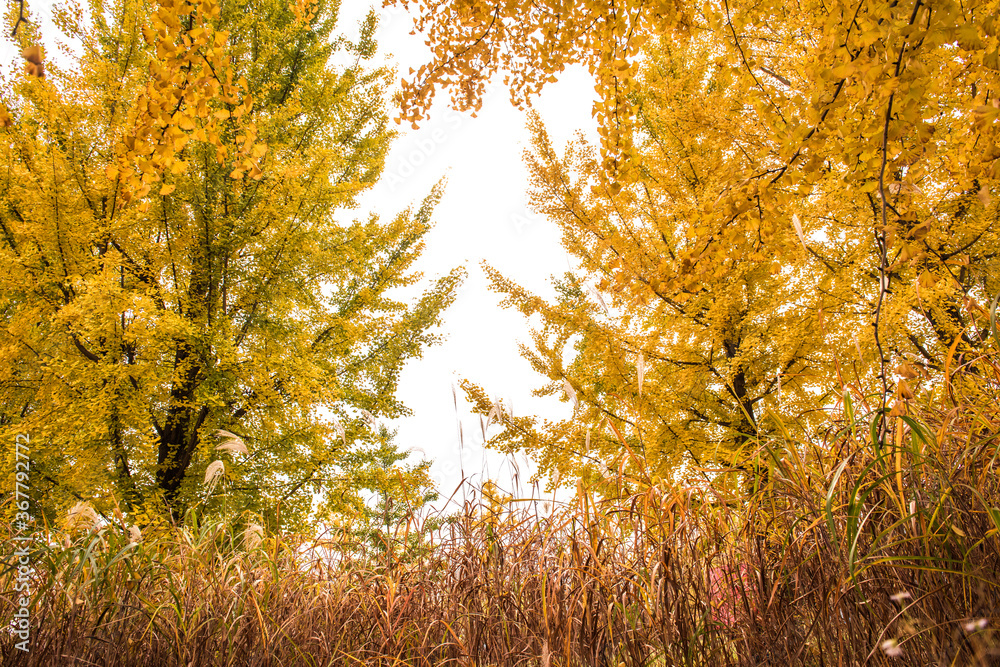 Obraz premium Beautiful leave and tree in a park,yellow,orange, green, red colors and autumn landscape.