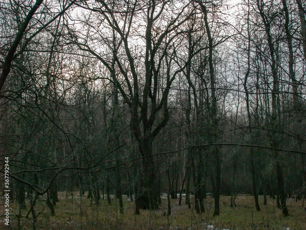 naked trees in the snow in the forest, Moscow naked trees in the snow in the forest, Moscow
