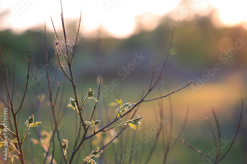 tree twig on spring meadow