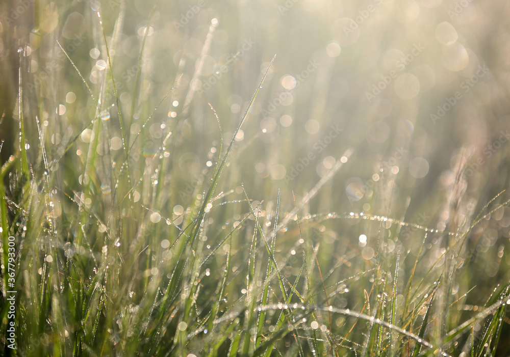 grass with dew in morning sunlight