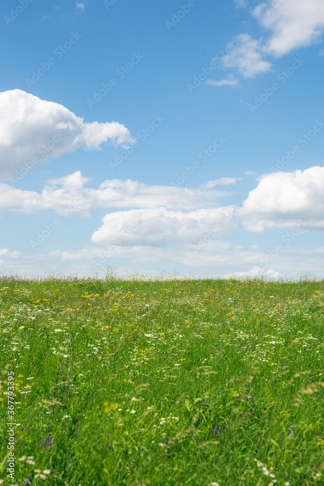 niebo blue sky cloud niebo chmury lato summer łąka meadow polana lea - obrazy, fototapety, plakaty 