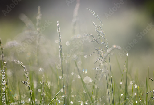 grass with water drops on morning meadow