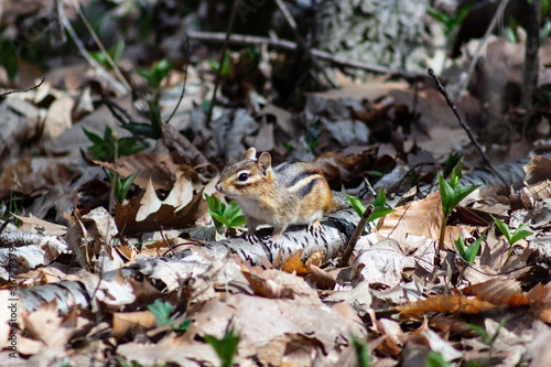 Colour wildlife photograph of a chipmunk scurrying along the forest floor on a clear summer day Lemoine Point Conservation Area in Kingston, Ontario Canada.
