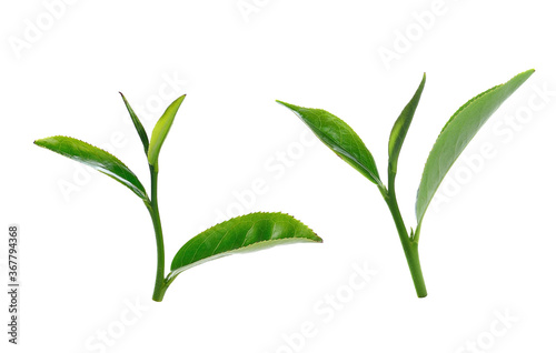 Fototapeta Naklejka Na Ścianę i Meble -  Green tea leaf isolated on white background.