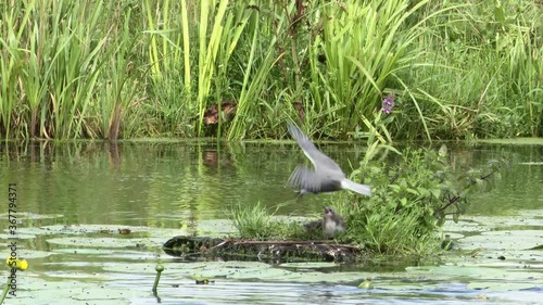 Black tern (Chlidonias niger)  feeding chicks on floating nest. photo