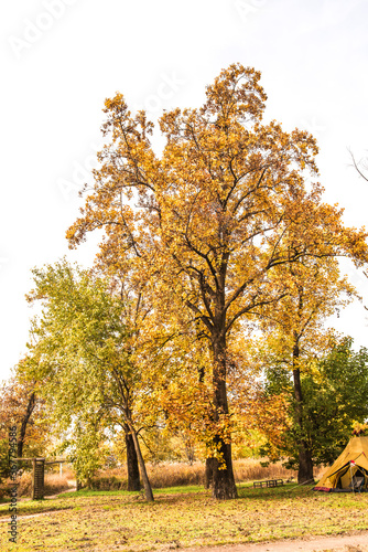 Beautiful leave and tree in a park,yellow,orange, green, red colors and autumn landscape.