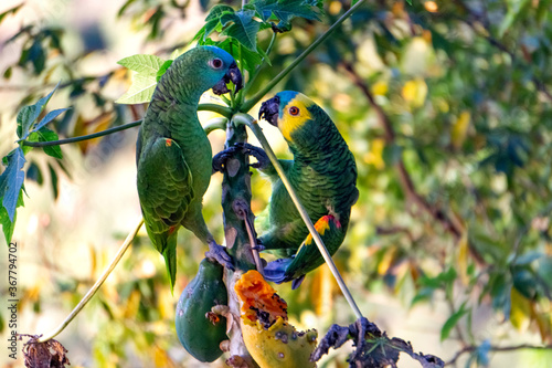 Uma maritaca (penas azul e verde) e um papagaio (penas azul, amarelo e verde) dividem um mamão, equilibrando-se nos galhos de um mamoeiro em uma rara interação de amizade entre as espécies. photo
