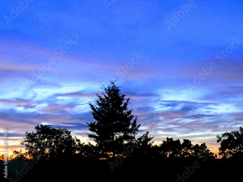 sunset in the forest
