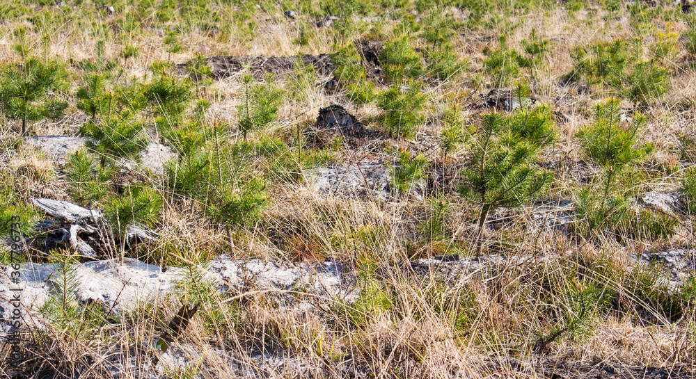 Green grass, small pine trees / shrubs and stones on the white sand / ground in the field / meadow in the forest / forest nursery Green grass, small pine trees / shrubs and stones on the white sand / ground in the field / meadow in the forest / forest nursery