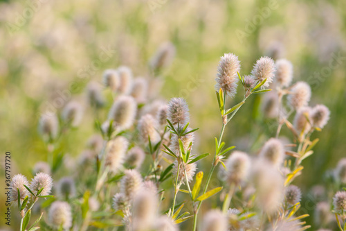 background with delicate field plants